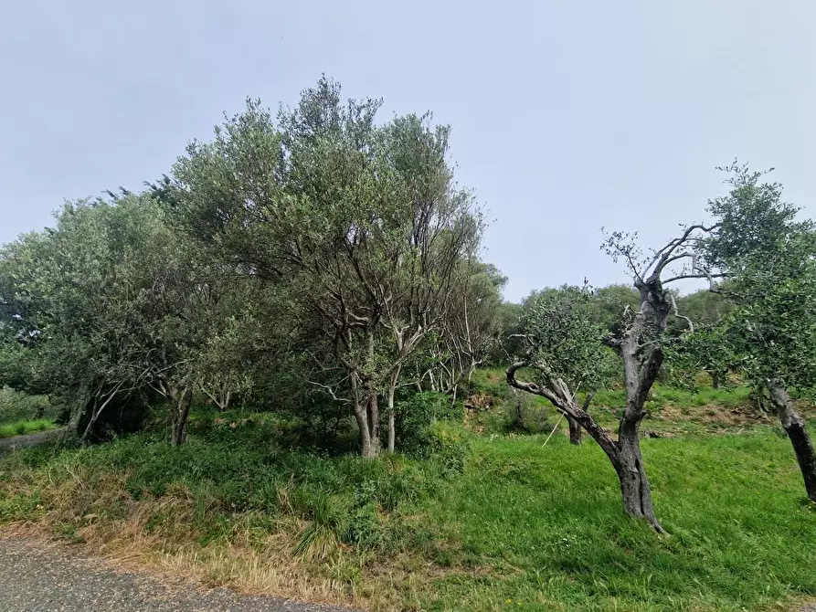 Immagine 3 di Terreno agricolo in vendita  a Ortonovo