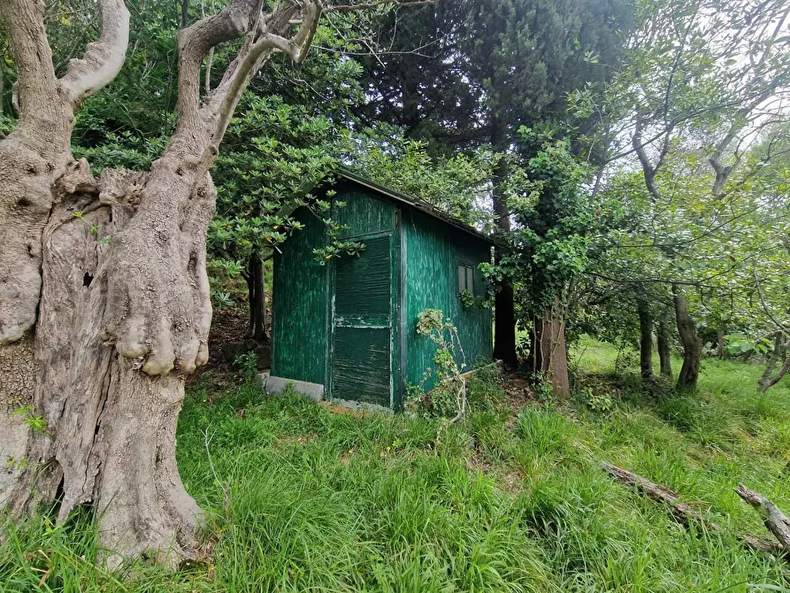 Immagine 1 di Terreno agricolo in vendita  a Ortonovo
