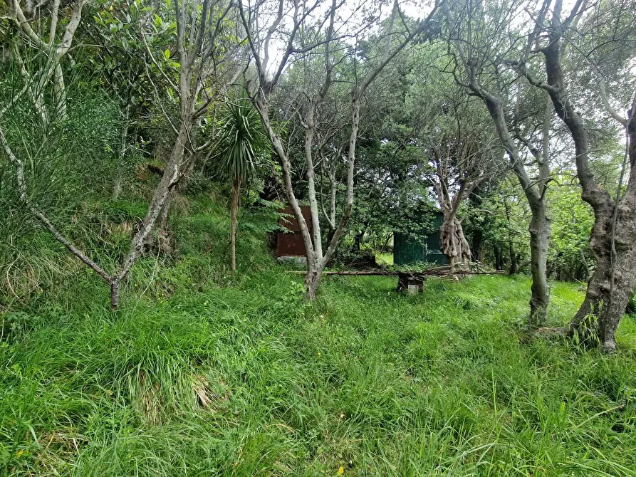 Immagine 5 di Terreno agricolo in vendita  a Ortonovo