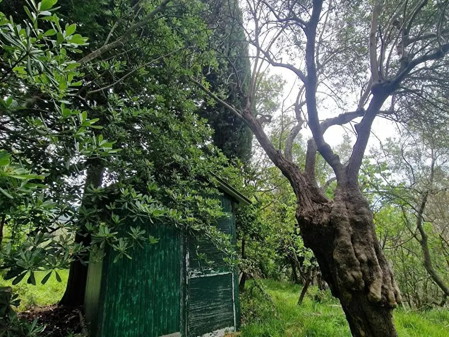 Immagine 8 di Terreno agricolo in vendita  a Ortonovo