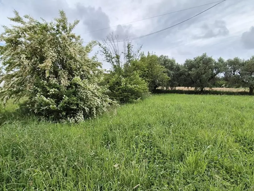 Immagine 8 di Rustico / casale in vendita  a Camaiore