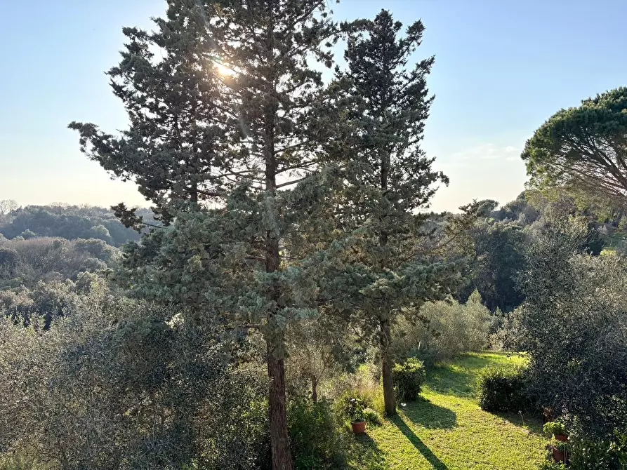 Immagine 31 di Appartamento in vendita  a Bibbona
