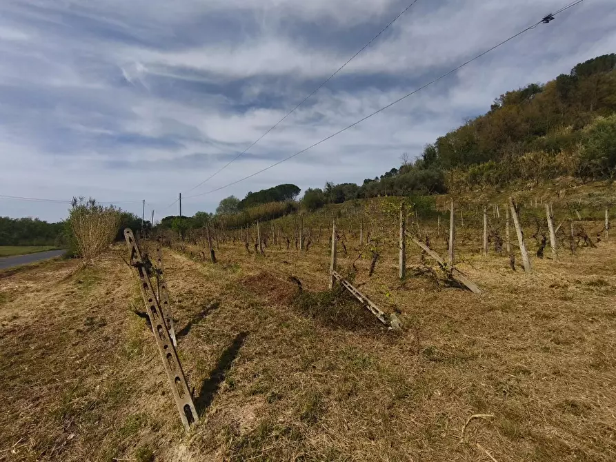 Immagine 2 di Terreno agricolo in vendita  a Terricciola
