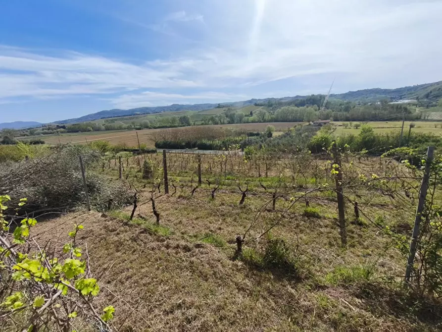 Immagine 10 di Terreno agricolo in vendita  a Terricciola
