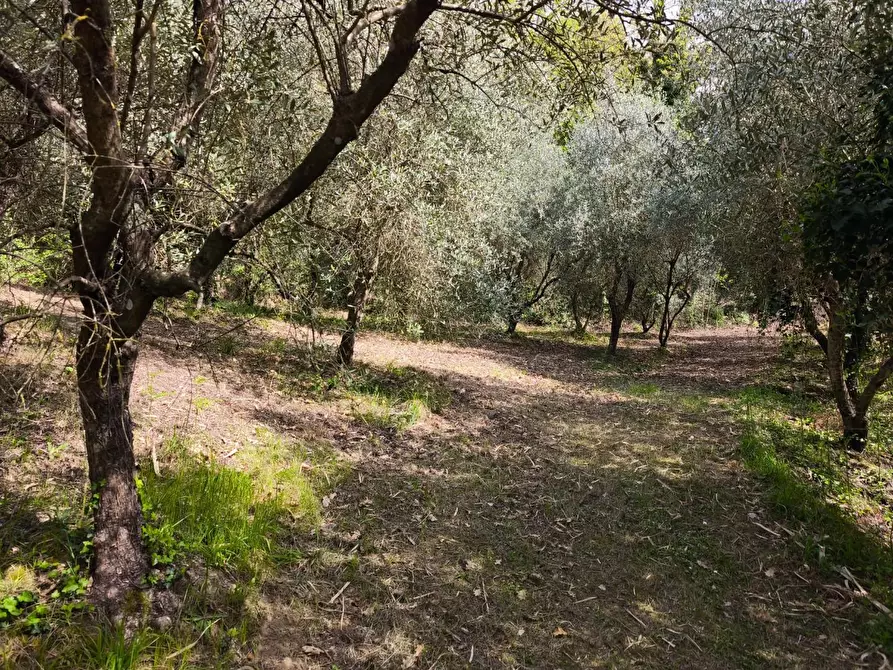 Immagine 24 di Terreno agricolo in vendita  a Terricciola