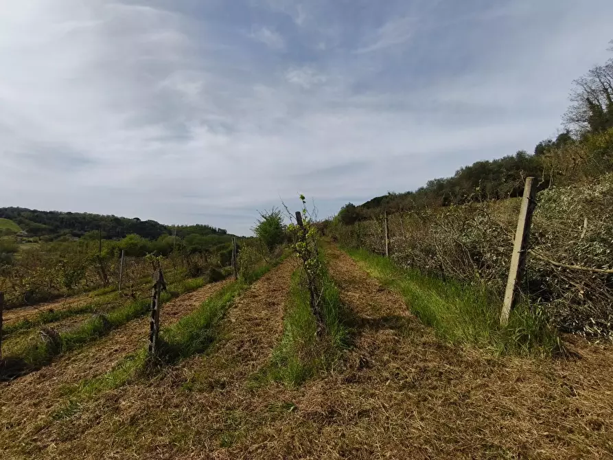 Immagine 27 di Terreno agricolo in vendita  a Terricciola