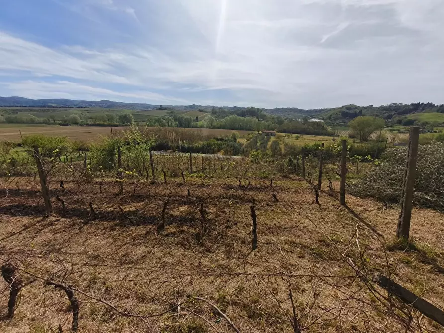 Immagine 11 di Terreno agricolo in vendita  a Terricciola