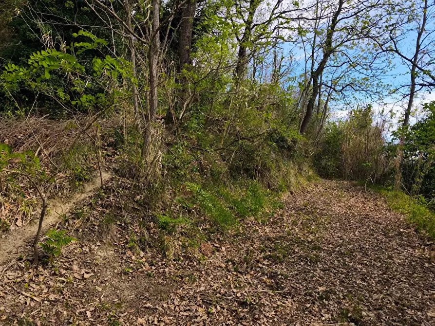 Immagine 22 di Terreno agricolo in vendita  a Terricciola