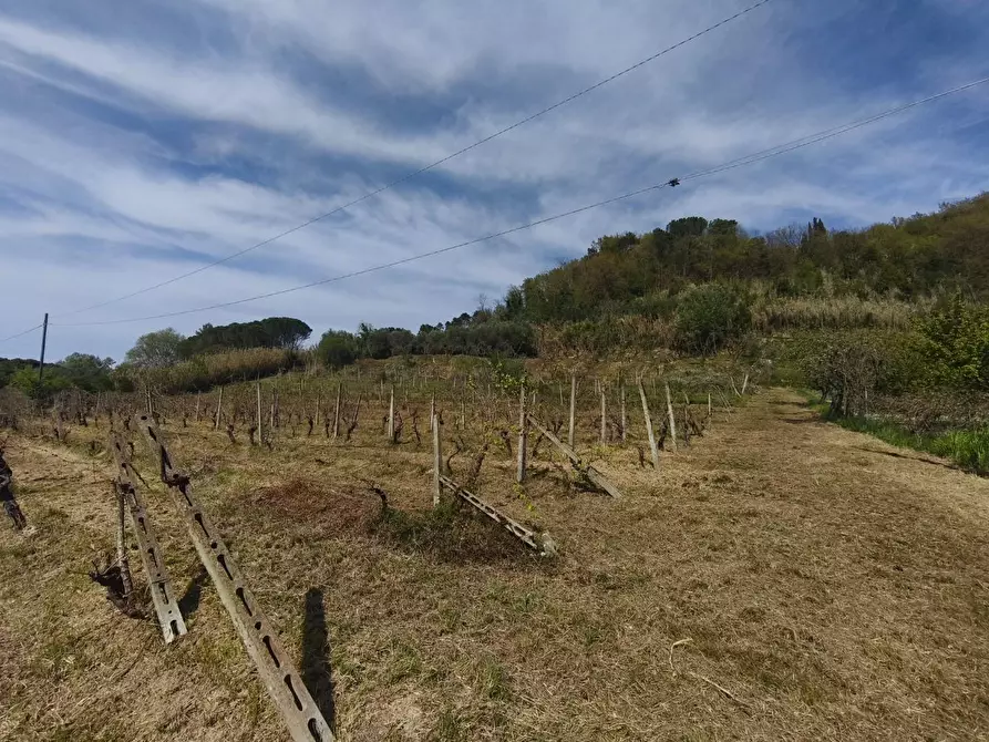 Immagine 1 di Terreno agricolo in vendita  a Terricciola