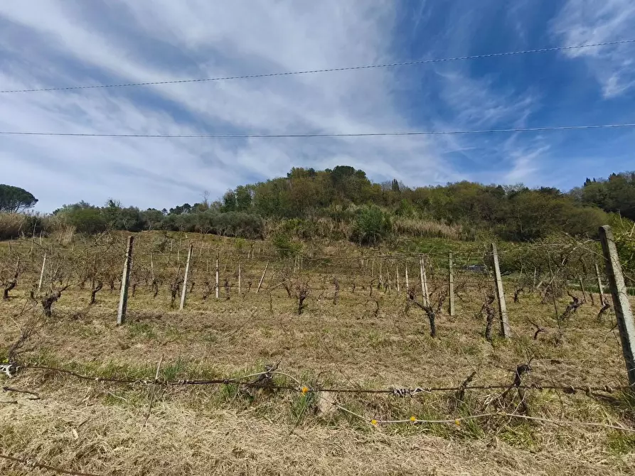 Immagine 3 di Terreno agricolo in vendita  a Terricciola