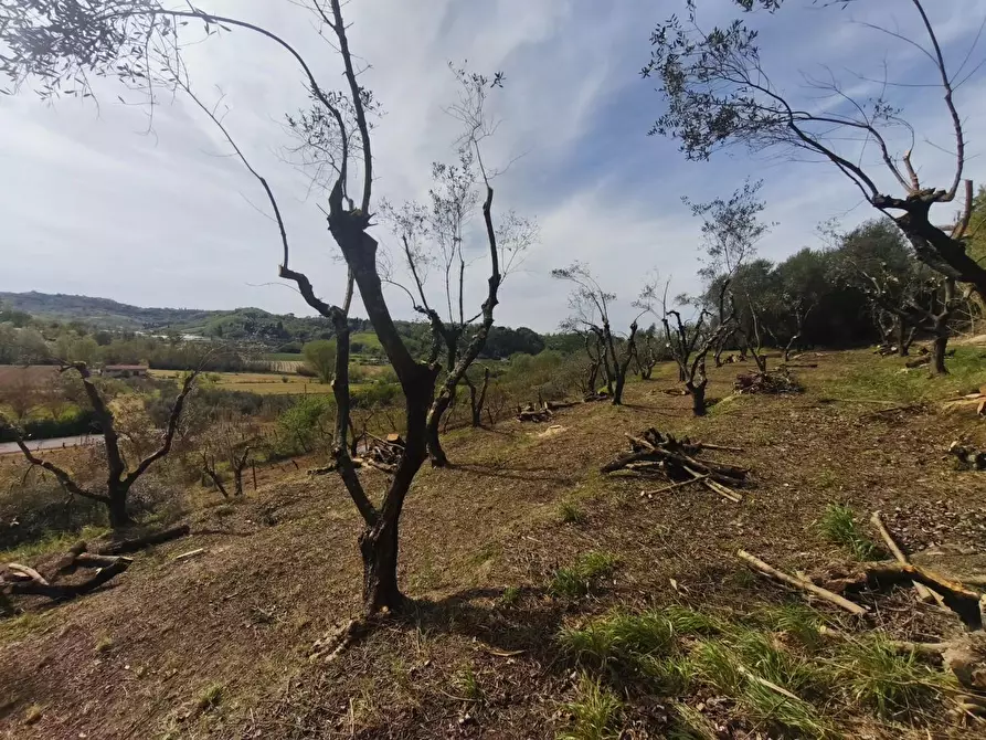Immagine 18 di Terreno agricolo in vendita  a Terricciola