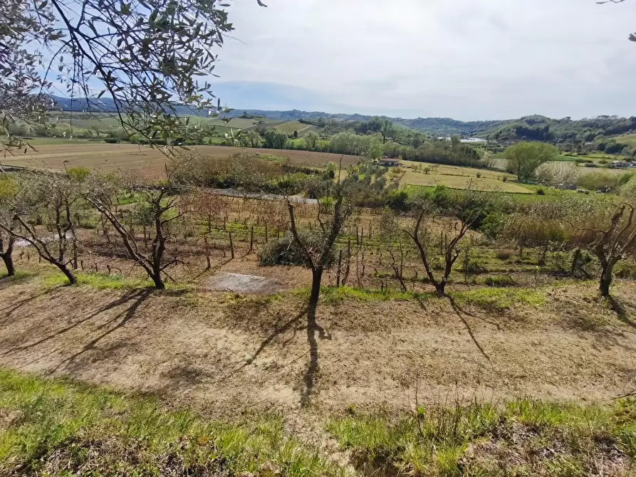 Immagine 25 di Terreno agricolo in vendita  a Terricciola