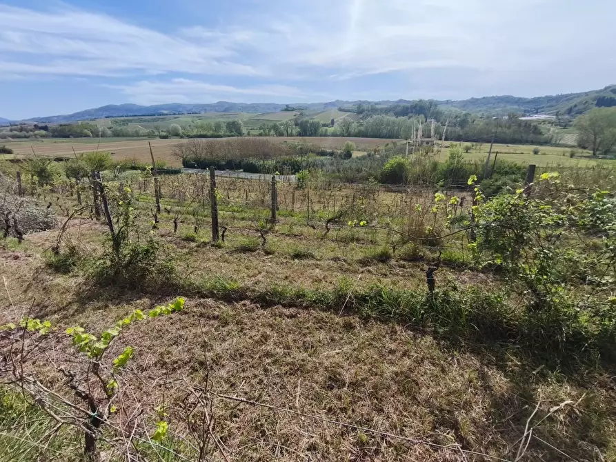 Immagine 9 di Terreno agricolo in vendita  a Terricciola