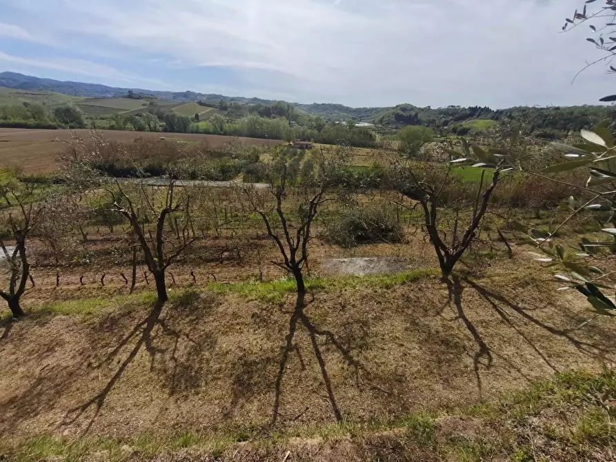 Immagine 14 di Terreno agricolo in vendita  a Terricciola