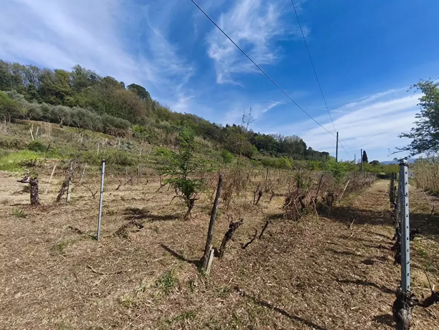 Immagine 5 di Terreno agricolo in vendita  a Terricciola