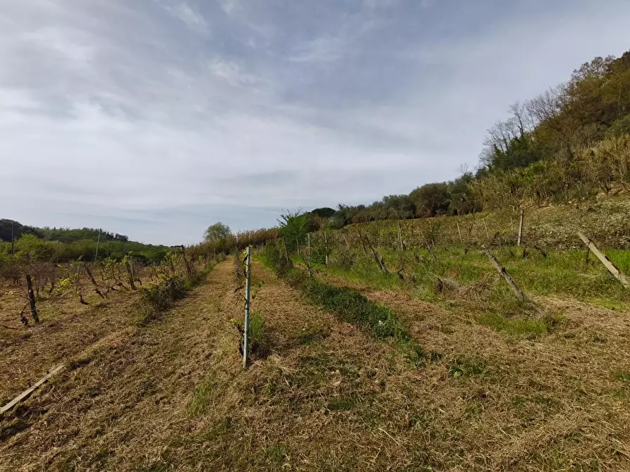 Immagine 28 di Terreno agricolo in vendita  a Terricciola