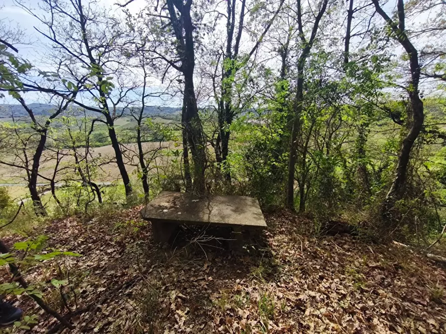 Immagine 23 di Terreno agricolo in vendita  a Terricciola