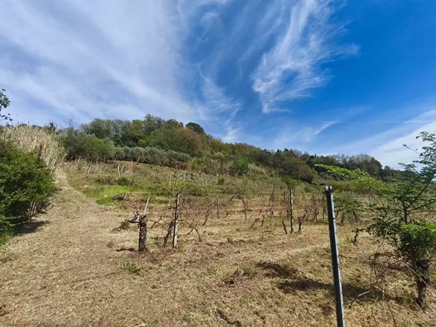 Immagine 6 di Terreno agricolo in vendita  a Terricciola