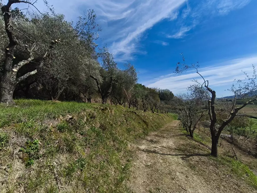 Immagine 13 di Terreno agricolo in vendita  a Terricciola