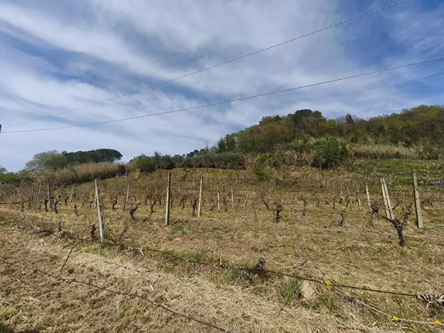 Immagine 4 di Terreno agricolo in vendita  a Terricciola