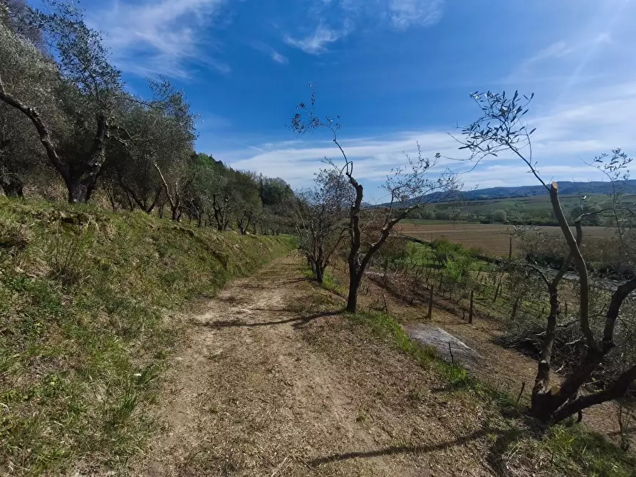 Immagine 12 di Terreno agricolo in vendita  a Terricciola