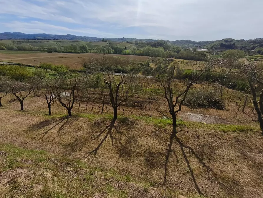Immagine 15 di Terreno agricolo in vendita  a Terricciola