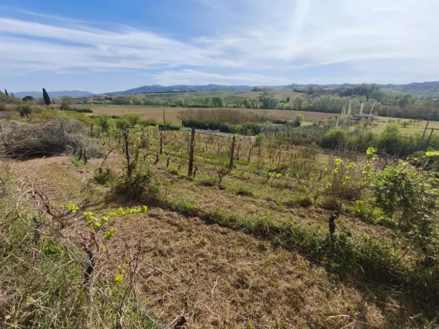 Immagine 8 di Terreno agricolo in vendita  a Terricciola