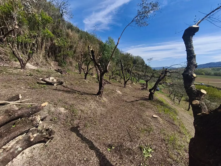 Immagine 16 di Terreno agricolo in vendita  a Terricciola