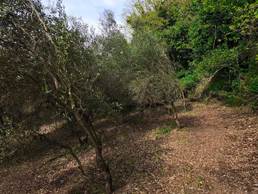 Immagine 20 di Terreno agricolo in vendita  a Terricciola