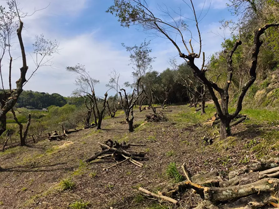 Immagine 17 di Terreno agricolo in vendita  a Terricciola
