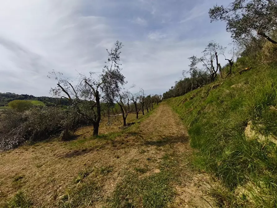 Immagine 26 di Terreno agricolo in vendita  a Terricciola