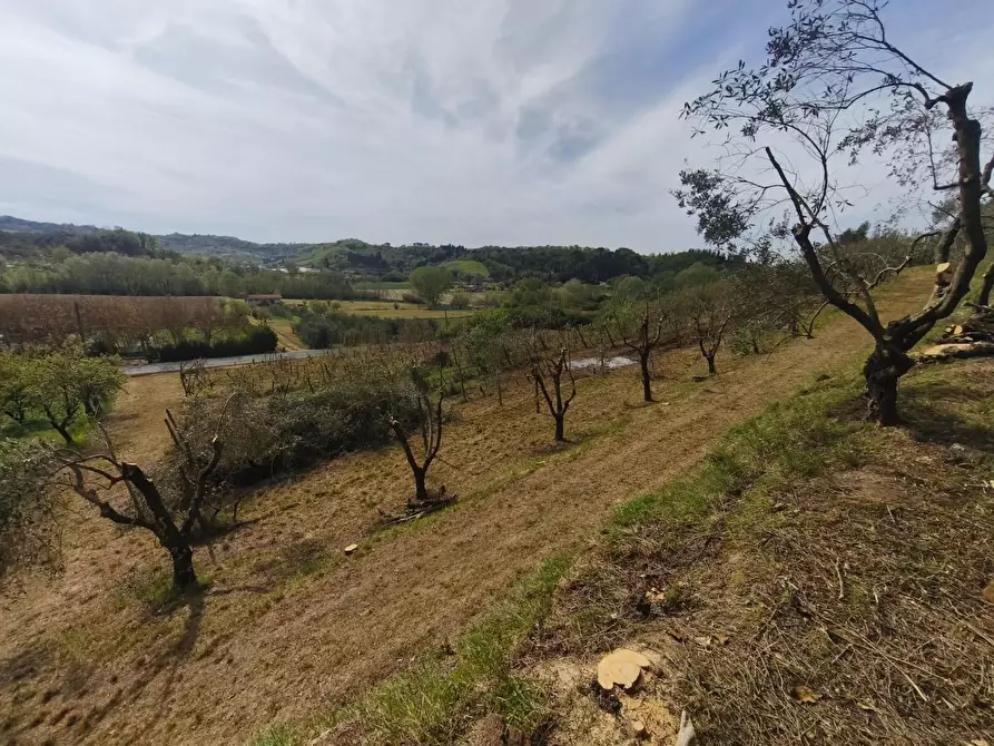 Immagine 19 di Terreno agricolo in vendita  a Terricciola