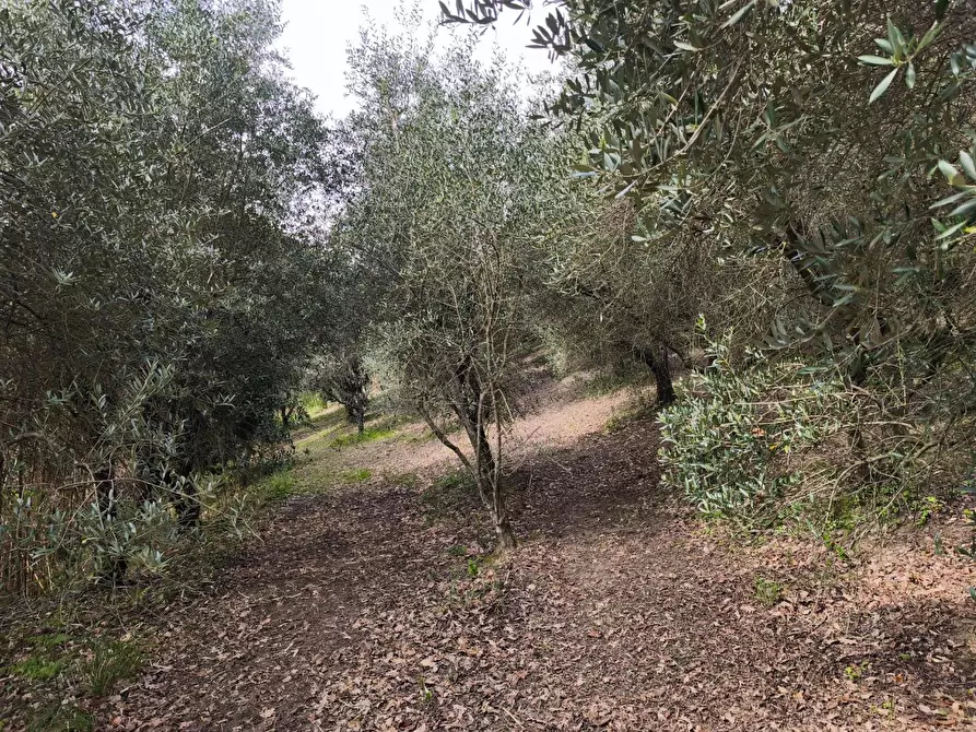 Immagine 21 di Terreno agricolo in vendita  a Terricciola