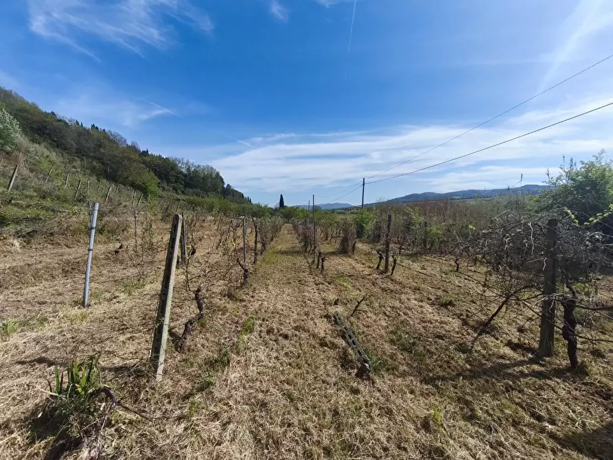 Immagine 7 di Terreno agricolo in vendita  a Terricciola