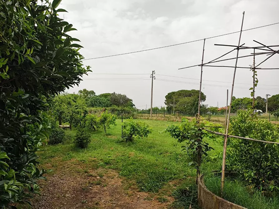 Immagine 7 di Terreno agricolo in vendita  a Livorno