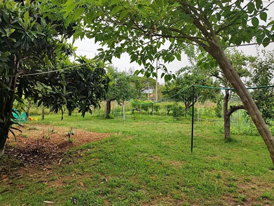 Immagine 4 di Terreno agricolo in vendita  a Livorno