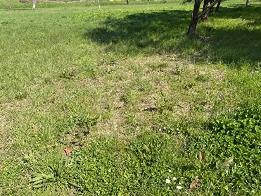 Immagine 1 di Terreno agricolo in vendita  a Palaia