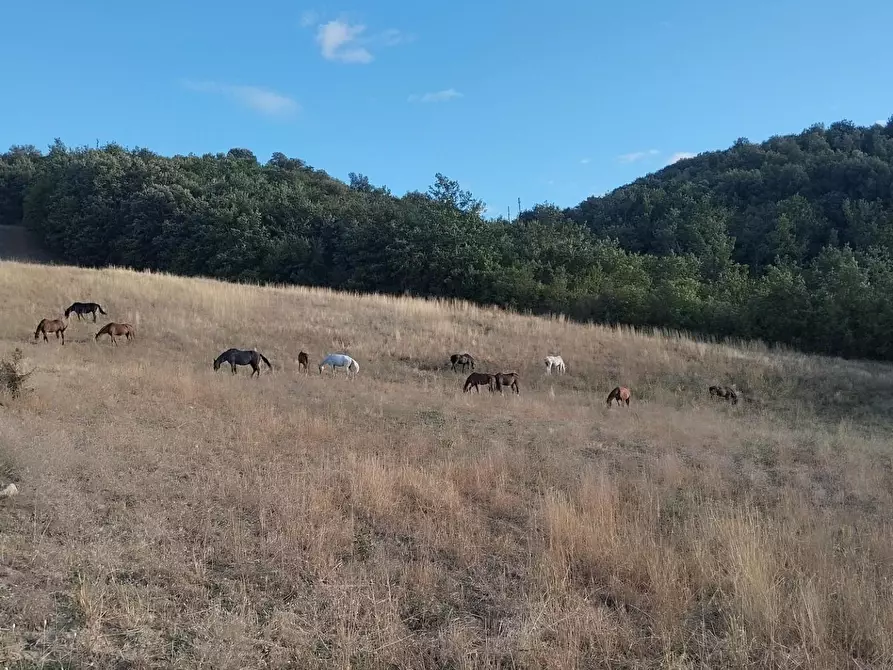 Immagine 2 di Terreno residenziale in vendita  a Casole D'elsa