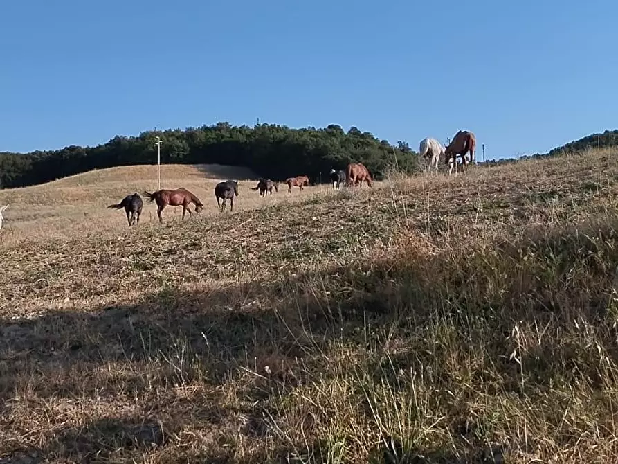 Immagine 5 di Terreno residenziale in vendita  a Casole D'elsa