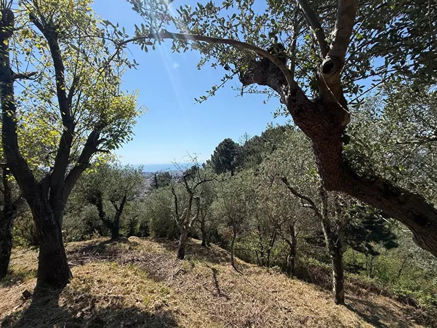 Immagine 15 di Villa in vendita  a Massa