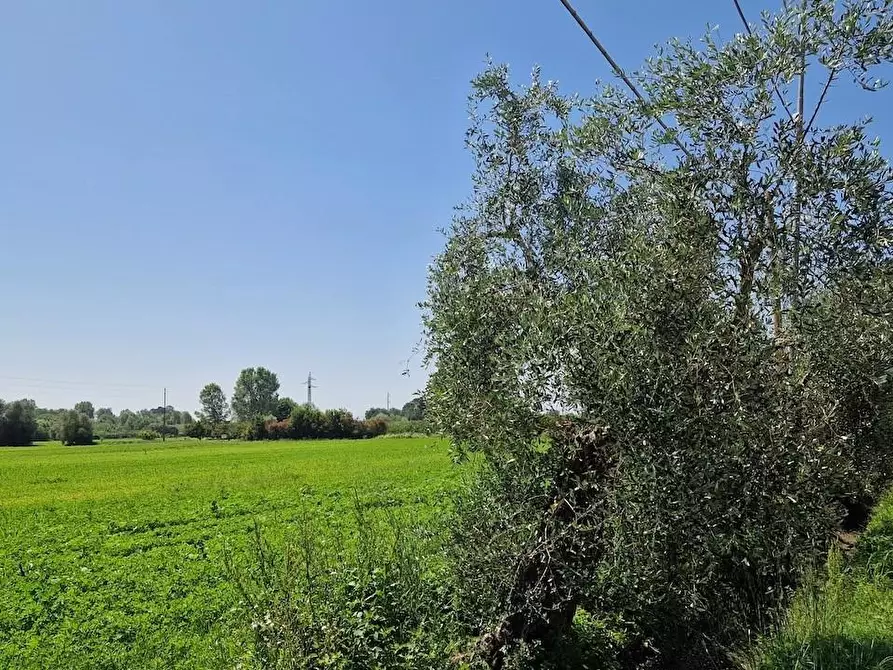 Immagine 27 di Casa bifamiliare in vendita  a San Giuliano Terme