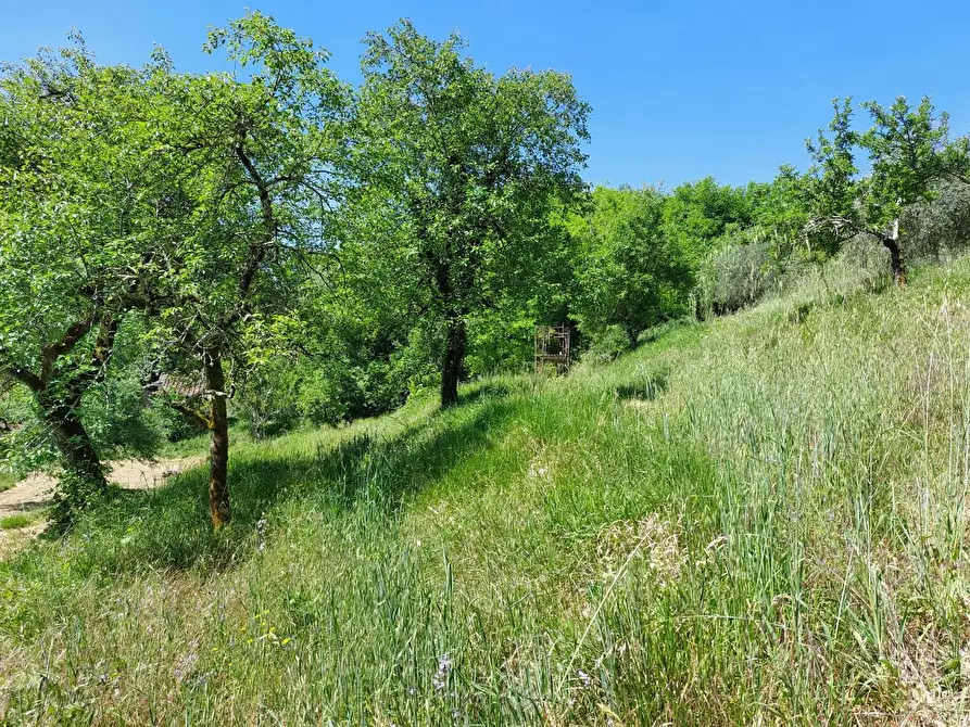 Immagine 1 di Terreno agricolo in vendita  a Borgo A Mozzano