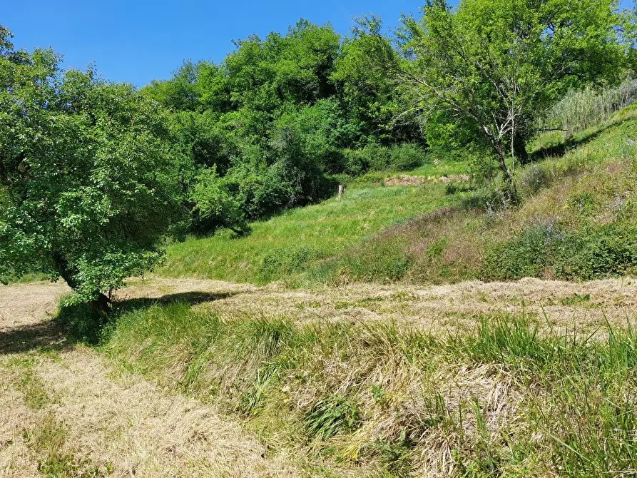Immagine 3 di Terreno agricolo in vendita  a Borgo A Mozzano