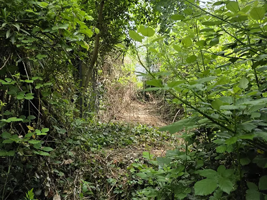 Immagine 37 di Terratetto in vendita  a Orciano Pisano