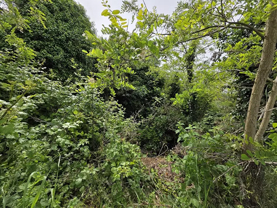 Immagine 36 di Terratetto in vendita  a Orciano Pisano