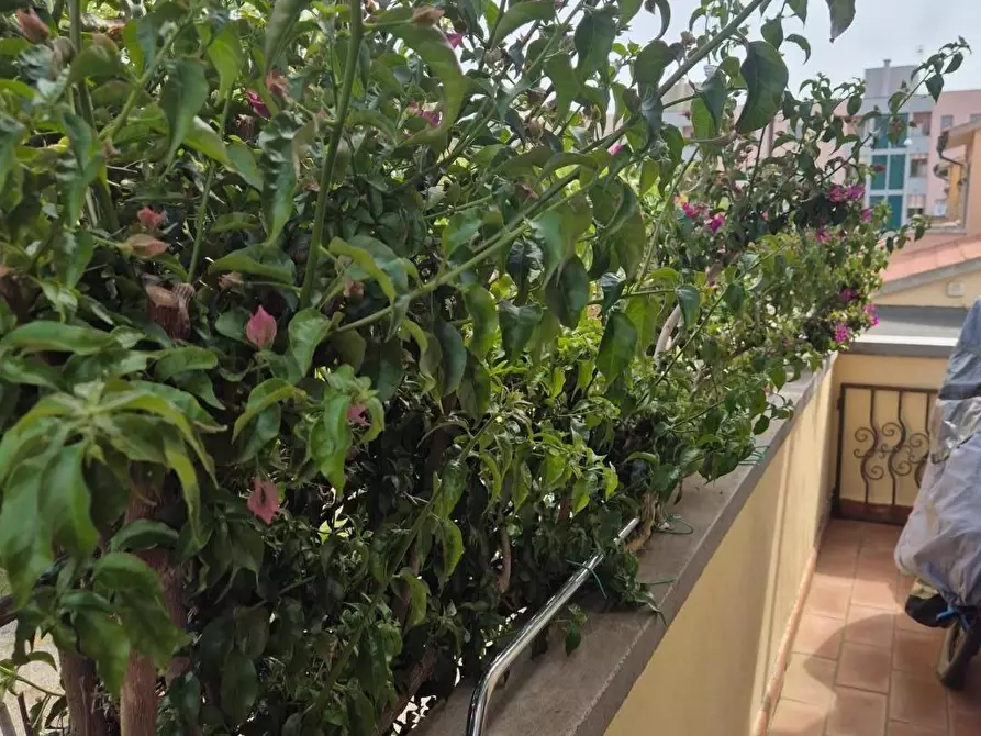 Immagine 19 di Villetta a schiera in vendita  a Campiglia Marittima