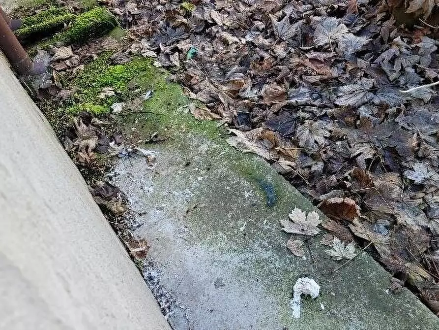 Immagine 4 di Villa in vendita  a Cergnago