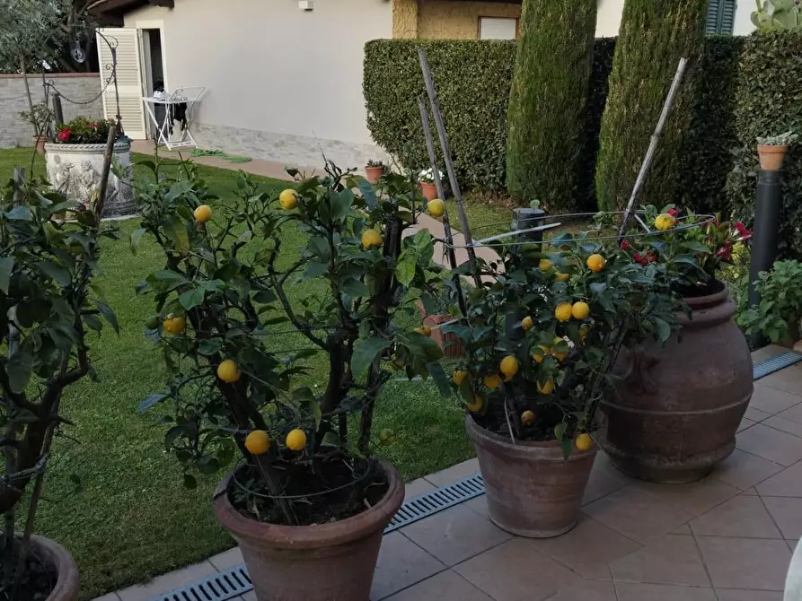 Immagine 28 di Terratetto in vendita  a Capannori