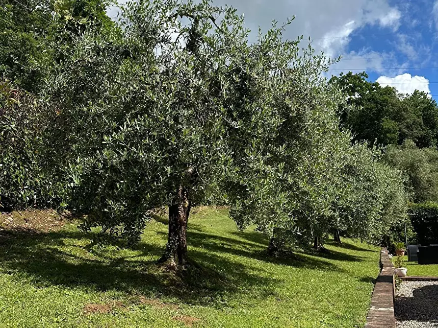 Immagine 66 di Rustico / casale in vendita  a Capannori