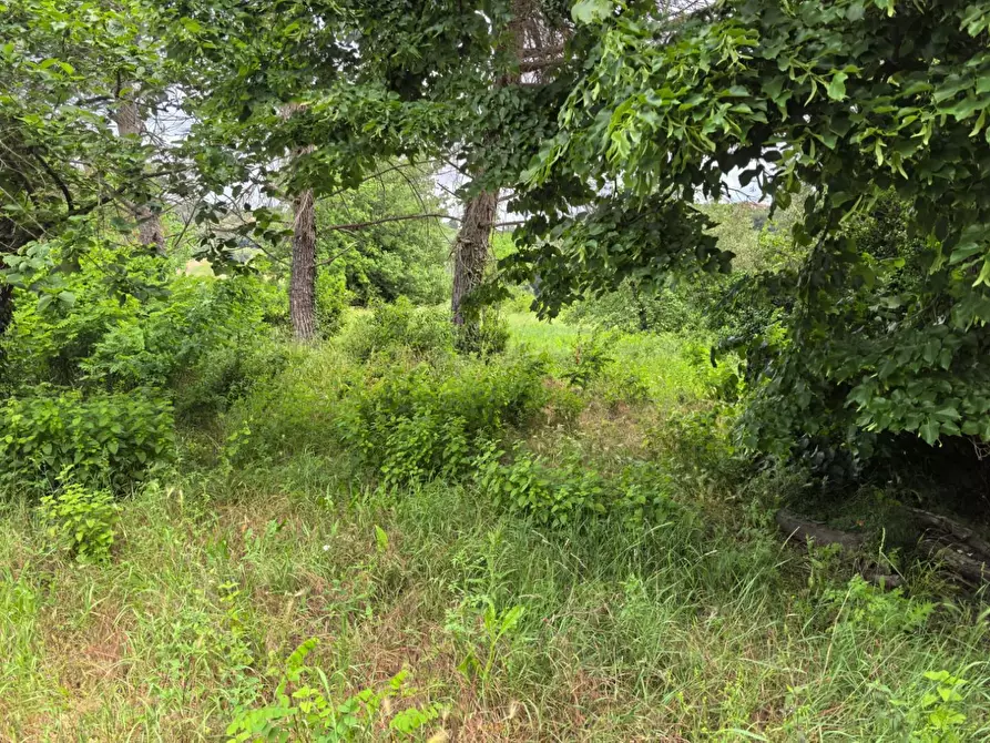 Immagine 6 di Villa in vendita  a Casciana Terme Lari
